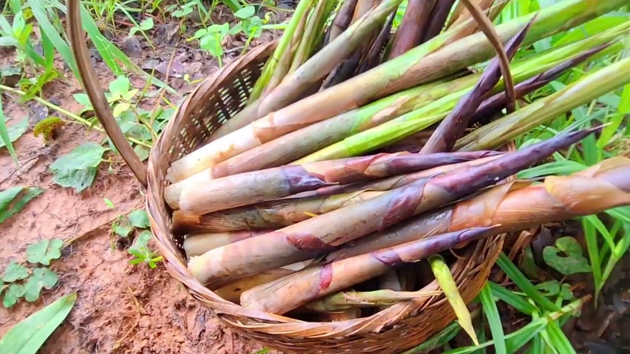 หักหน่อไม้โจดมื้อฝนตก เห็ดผึ้งออกในกอโจด ดอกงามคัก22ส.ค.68