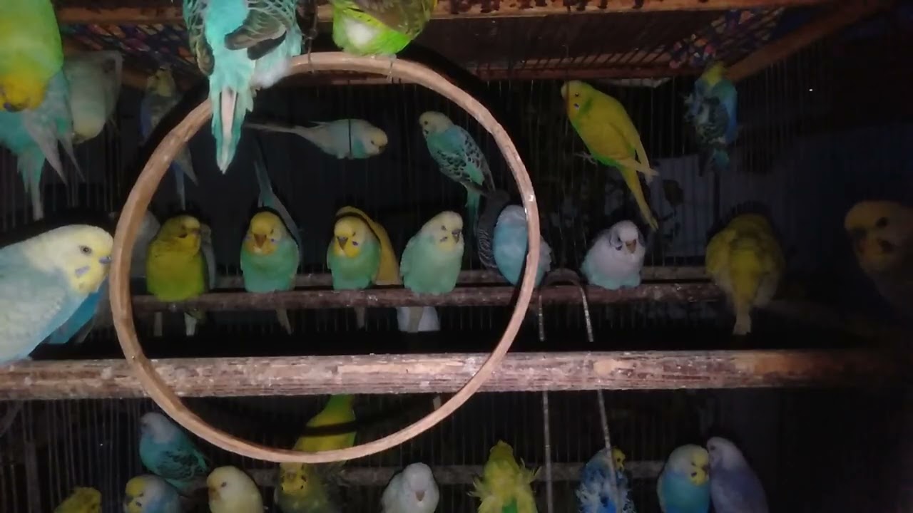 Nordisk natur som heler sinnet 🌬️🕊️ 