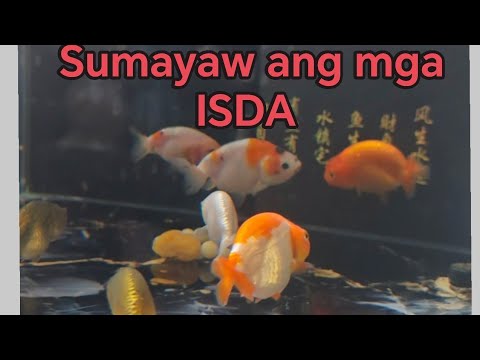 SUMAYAW ang mga ISDA!