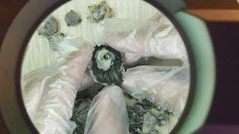 Easy Way to Make B+ Mushroom Capsules using The Capsule Machine!