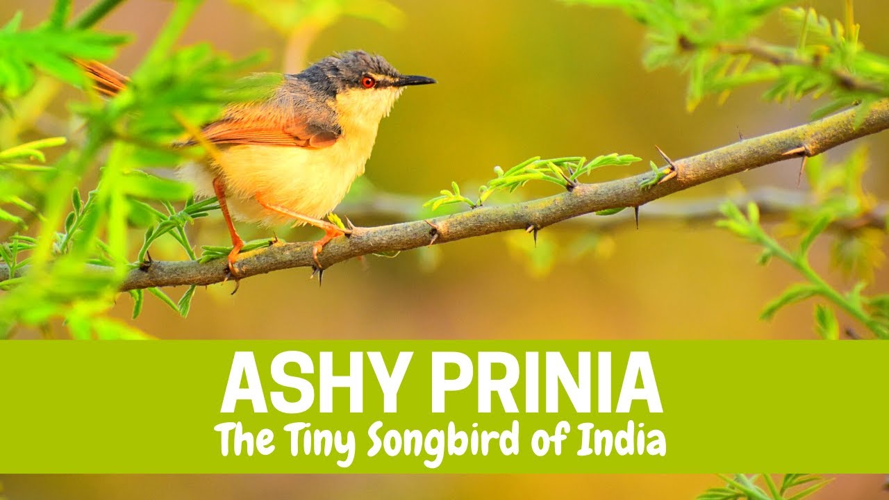 ashy prinia | Prinia socialis | ashy wren-warbler | prinia bird call | फुत्की | राखी वाटवट्या
