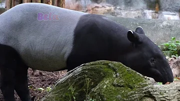 Tapir in the forest - Animals Documentary Videos