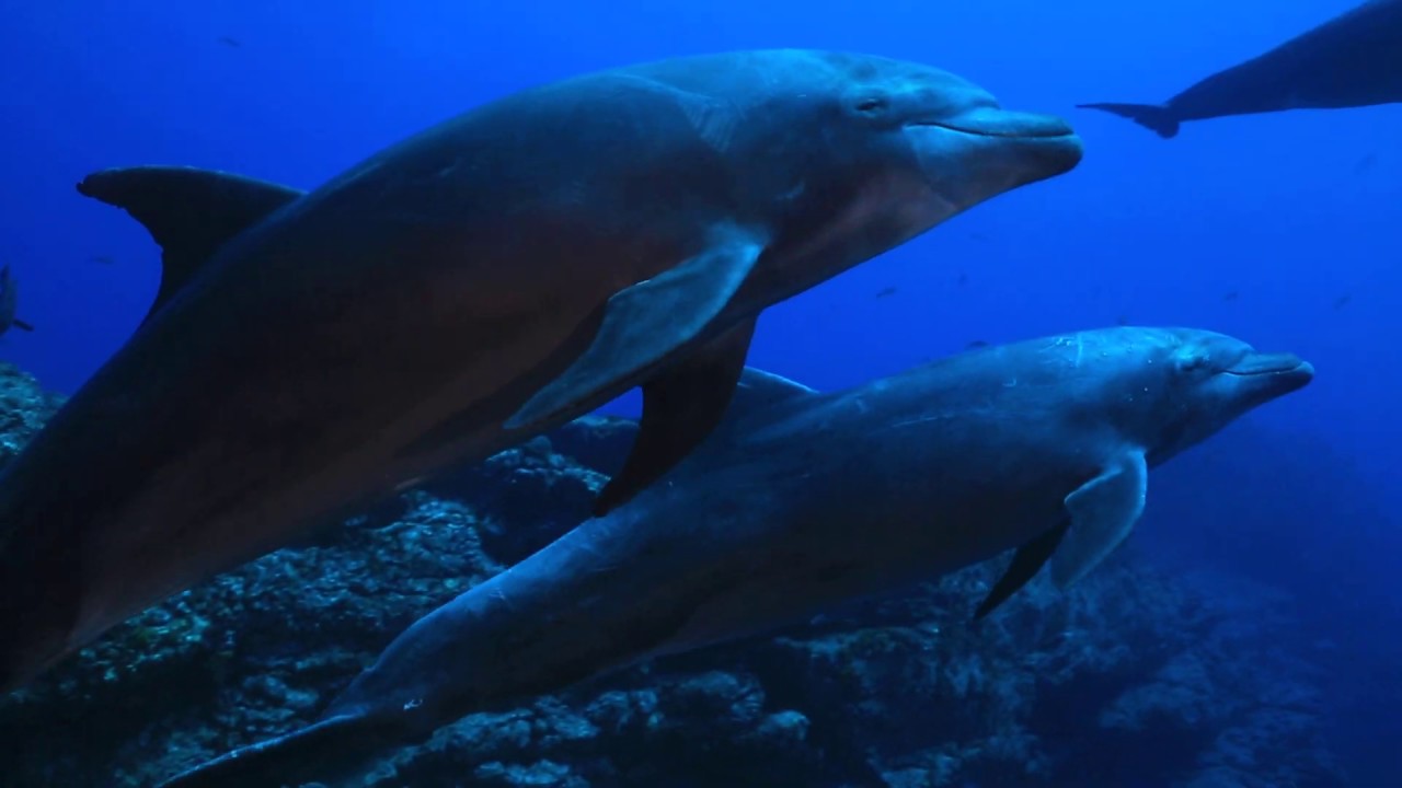Dolphin Love in Socorro by Samantha Schwann