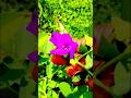 The Butterfly Pea Flowers #tnog #gardening #youtubeshorts #flowers #tea #purple #yt