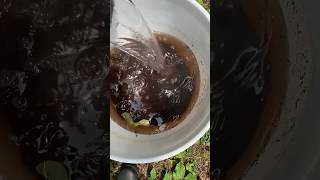 Kill Mosquito Larvae With Boiling Hot Water Part