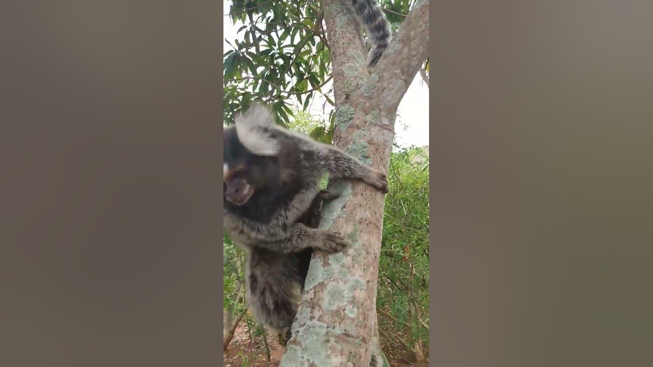 SAGUI - MACACO / MONKEY, Sagui comendo manga proximo a Unes…