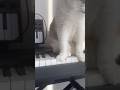 Pianist meow #catvideos #chat #prettycat #prettycat #cat #prettyfunny #catlife #catlife #catshorts