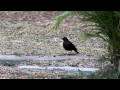 烏鶇(Common Blackbird)食蚯蚓