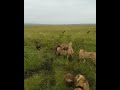 Dramatic Showdown: Lioness Ambushed by Hyenas, Miraculously Rescued by Fellow Lionesses