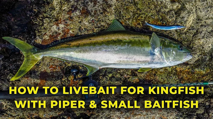 HOW TO CATCH KINGFISH  WITH PIPER, JACK MACKEREL & OTHER SMALL LIVE BAITS