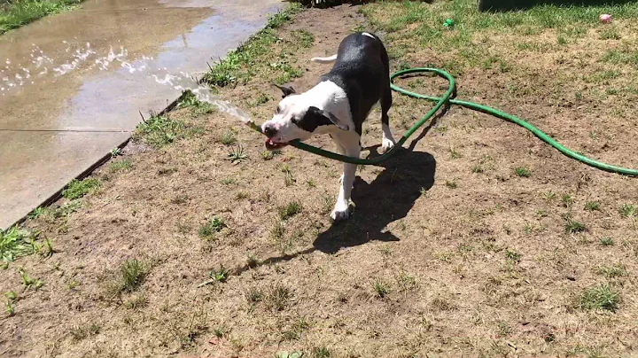 Lucy vs the hose