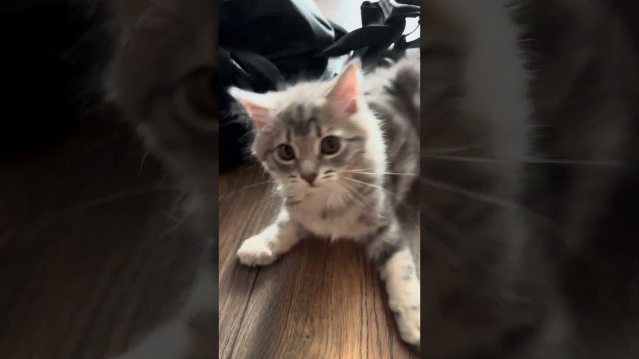 Конан атакует 😸 