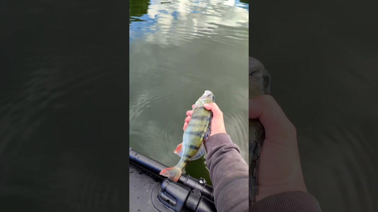 Belly Boot angeln im Hamburger Hafen - Zielfisch Zander !