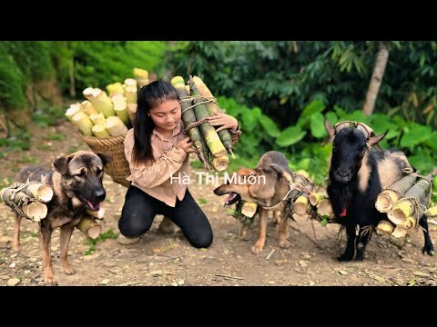 Vietnamese Girl Ha Thi Muon Goes To The Market To Buy Shoes For Her Dog And Goat 