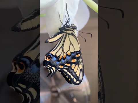 Rare To See Butterfly feathers opening