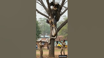 Eagle Trapped by Python Saved Just in Time! #shorts