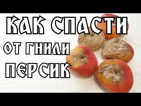 КАК УБЕРЕЧЬ УРОЖАЙ ПЕРСИКА И НЕКТАРИНА ОТ ГНИЛИ