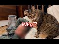 老猫トラの驚きの行動とは・・