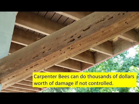 Can Carpenter Bees Damage Your Home