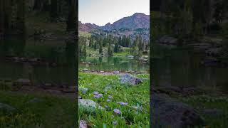 Nature Timelapse