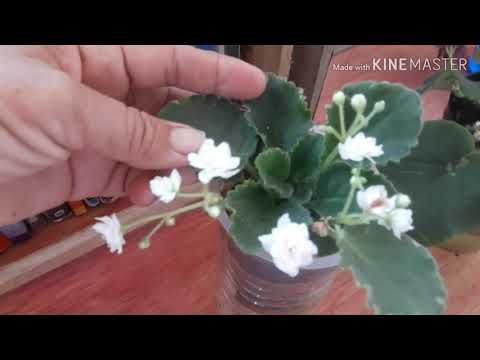 Vídeo: Como Conseguir Uma Flor De Violeta Ondulante