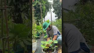 The Easiest DIY Trellis for Your Potted Plants#gardeninghacks #DIY #containergardening #shorts