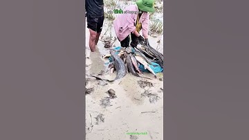 Ao cá tầm ở Đắk Lắk bị lũ cuốn trôi người dân ra ruộng cũng bắt được rất nhiều cá Tầm