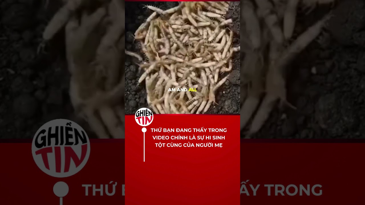 Sá»± hi sinh tá»›i má»©c rÃ¹ng mÃ¬nh| Video Ä‘Ã¡ng xem