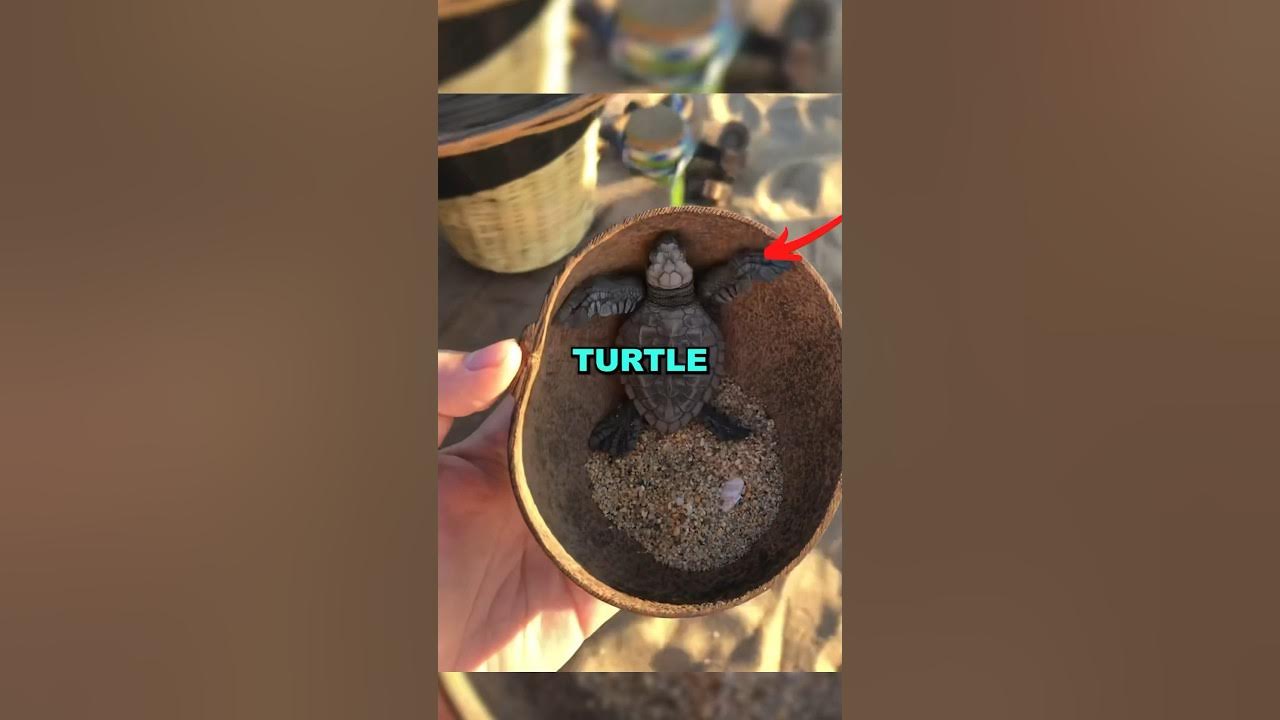 RELEASING SEA TURTLE! #cute #heartwarming #kindness #love #turtles #animalrescue #animals #baby RELEASING SEA TURTLE! #cute #heartwarming #kindness #love #turtles #animalrescue #animals #baby