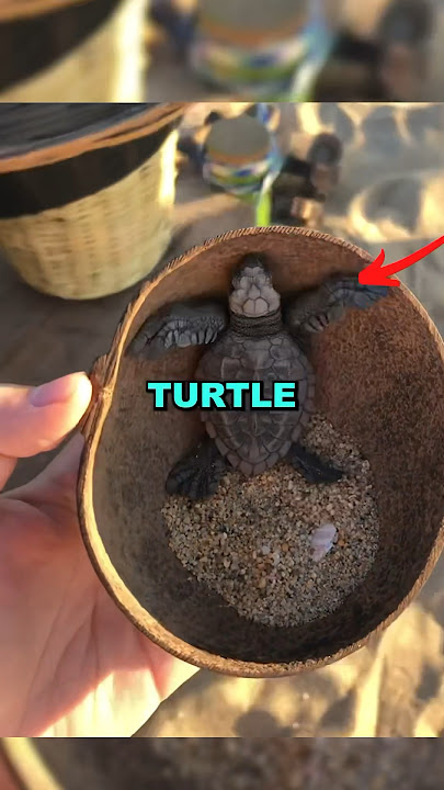 RELEASING SEA TURTLE! #cute #heartwarming #kindness #love #turtles #animalrescue #animals #baby