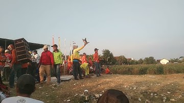 melatih merpati balap sprint gresik lapangan tanjangawan ujung pangkah gresik #melatihmerpati
