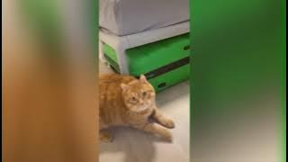 kucing main akrobat | lucu bikin ngakak 😂😂😘 kompilasi video hewan lucu