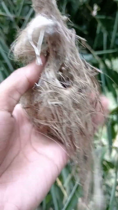 Pengambilan loloan burung violet cuckoo kedasih ungu