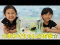 ひまわりちゃんのお家を作ろう！ブラックジャンガリアンハムスター飼育☆himawari-CH