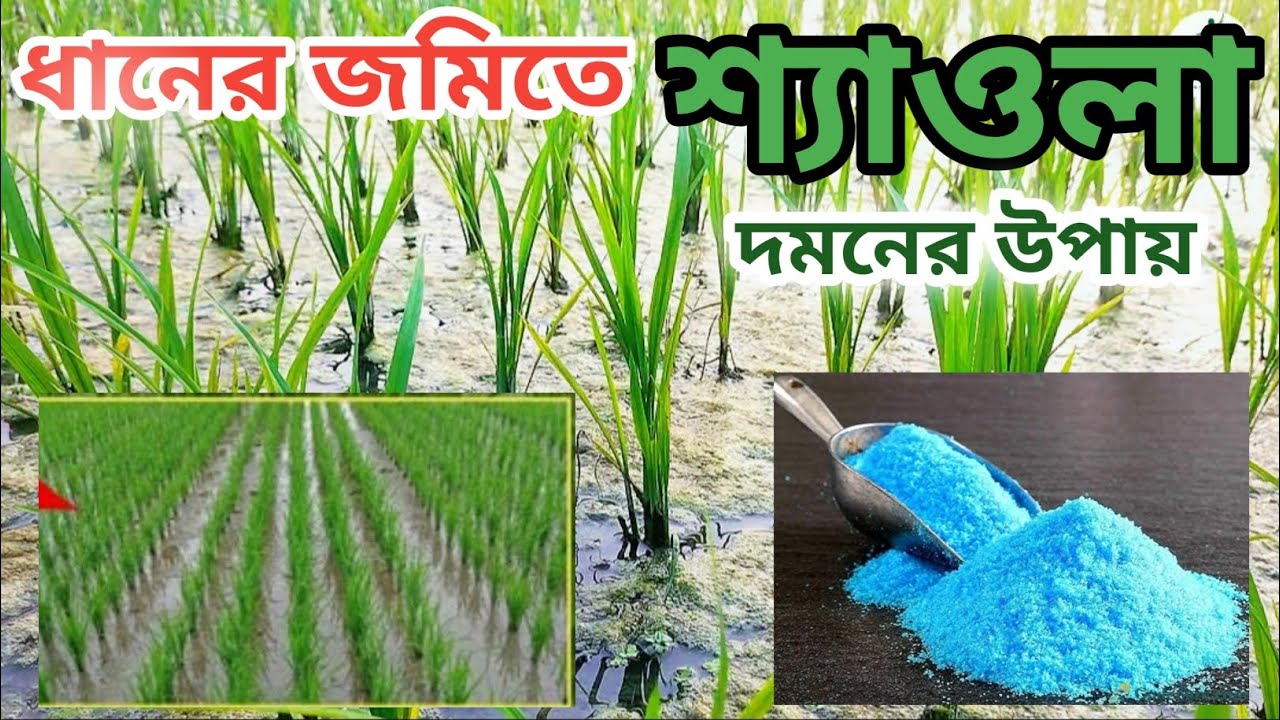 ধানের জমিতে শ্যাওলা দমনের উপায় 