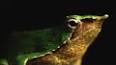 El fascinante mundo de los anfibios ile ilgili video
