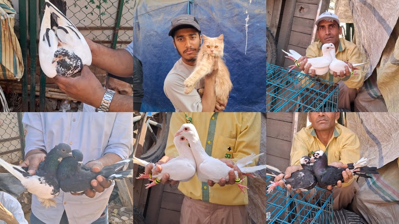 Jama Masjid kabootar Market Delhi🕊1-3-2026 🕊Birds pigeon Kabutar Market Old Delhi