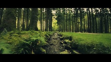 DJI Avata - Forest Dive - Motion Controller