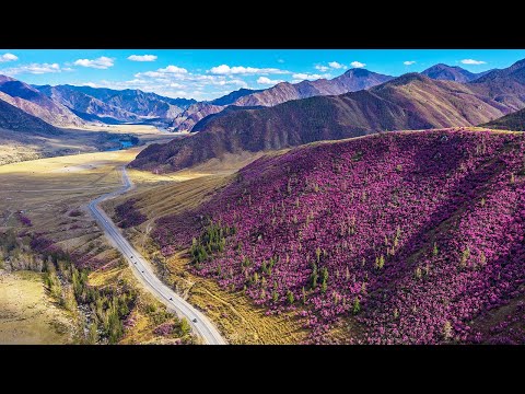 Цветение маральника - тур на Алтай ГАНЕМАН