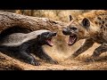 Hyena Attacks Honey Badger Cubs Then The Mother Returns Hyena Attacks Honey Badger Cubs Then The Mother Returns