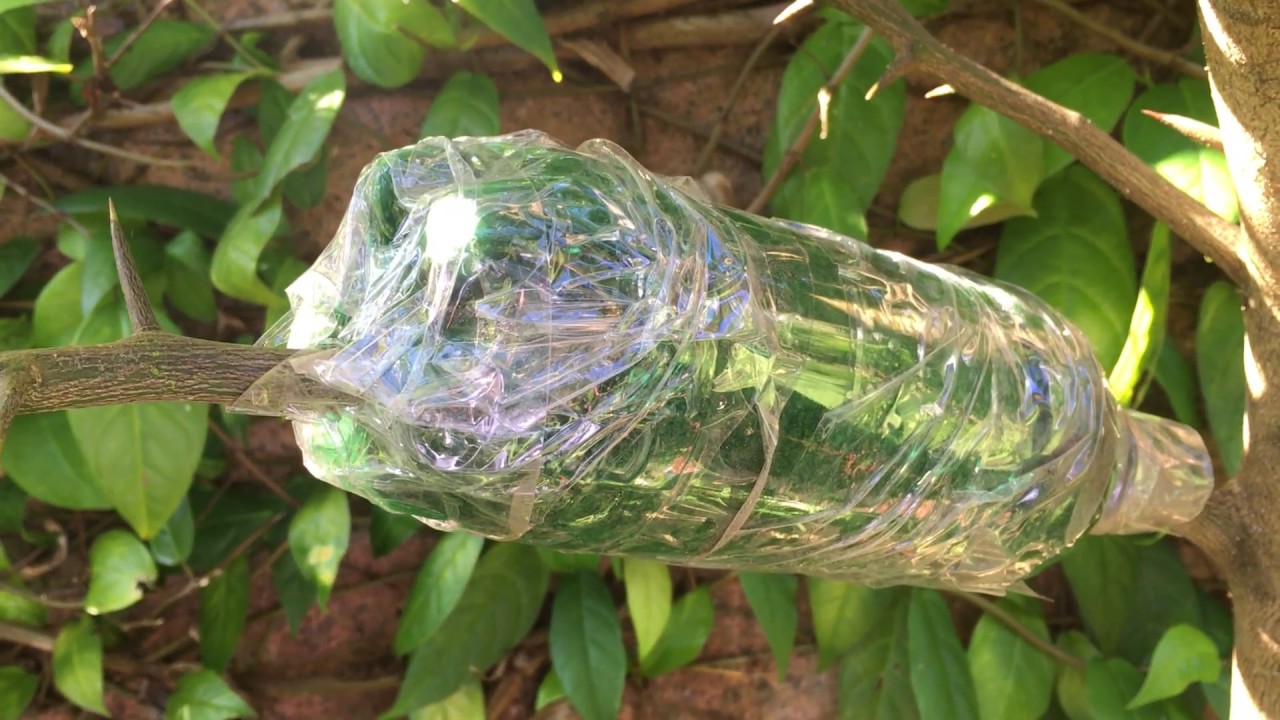 Passo a passo para saber como fazer alporquia de limão