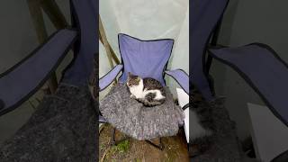 Boncuk Outdoor Cat
