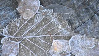 Corale S. Cecilia Premana: Gli angeli del Natale