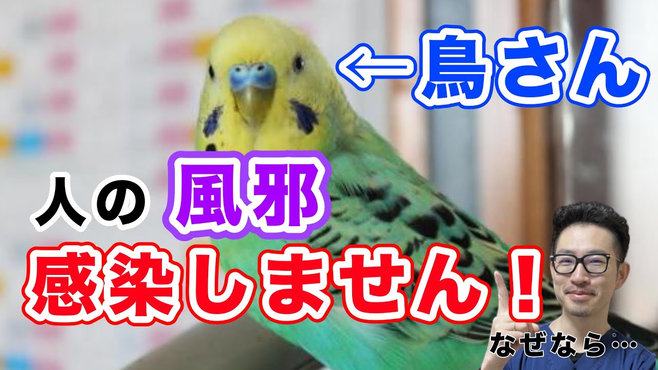 【質問コーナー】セキセイインコのお腹に産卵後からできものが…これはなに？人間の風邪が鳥に感染することはありますか？鳥のビタミンの過剰摂取はどこから？などにお答えしました！