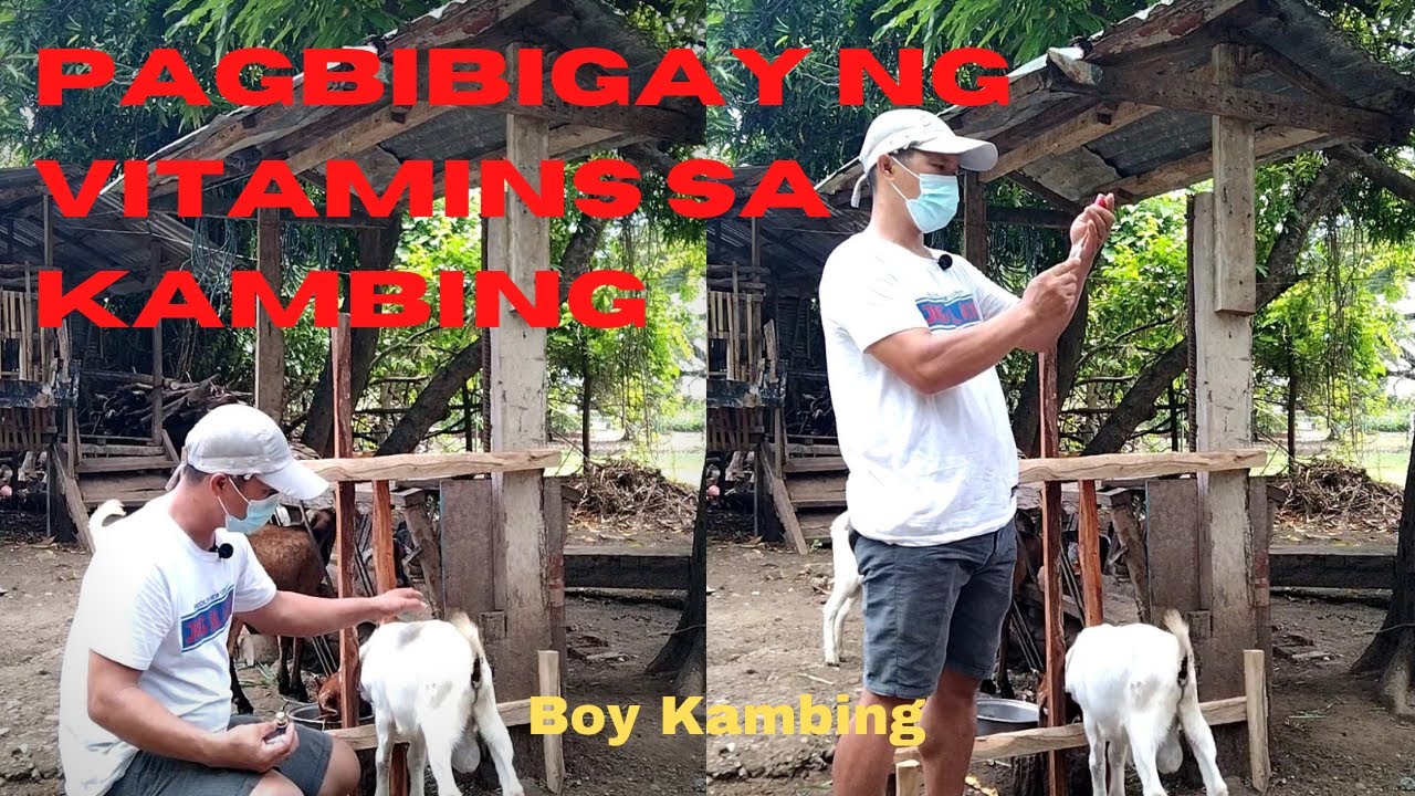 Pagbibigay Ng Vitamins Sa Kambing | Boy Kambing