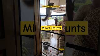 Milo's Morning Stunts| Active Milo | P johnsi | #shorts #catvideo #catshorts