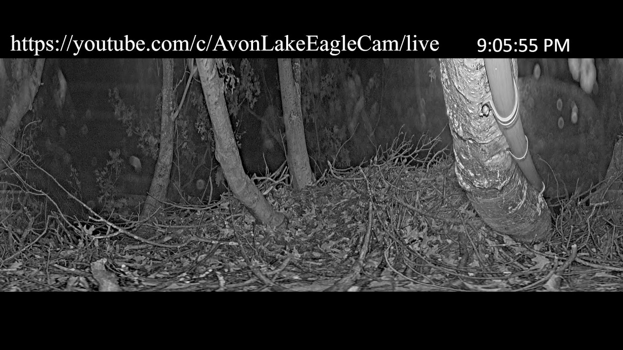 Avon Lake Eagle Cam 1 - 360 Degree
