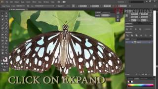 Convert to vector - Adobe Illustrator CS6