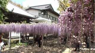 中止 吉祥寺 福岡 21年藤まつり 見頃情報 Amatavi