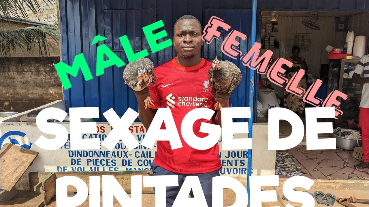 Élevage de pintades: 3 techniques pour  distinguer les mâles des femelles.